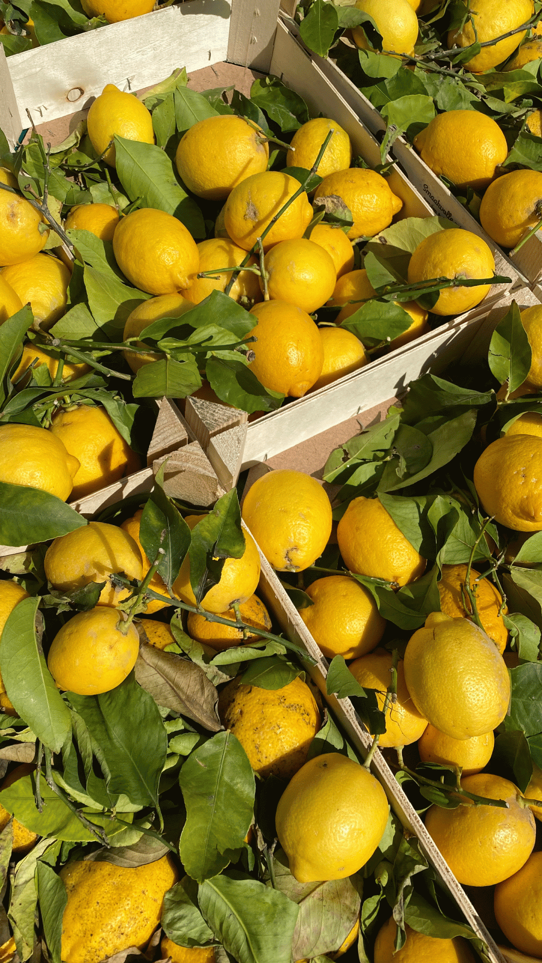 bright-yellow-lemons-at-the-market-2026-03-16-01-23-00-utc