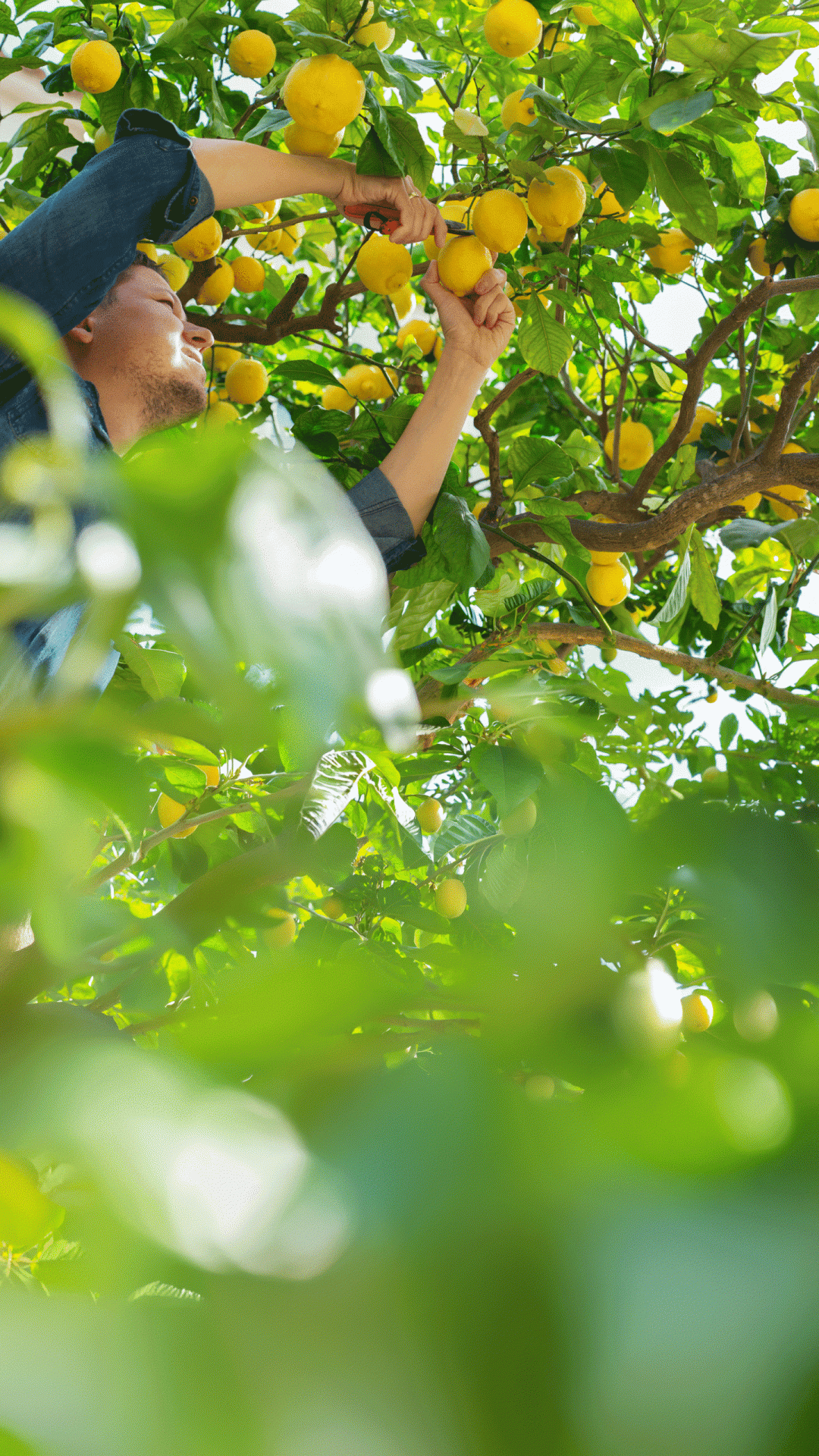 smiling-young-man-farmer-harvesting-picking-lemon-2026-03-09-22-09-49-utc